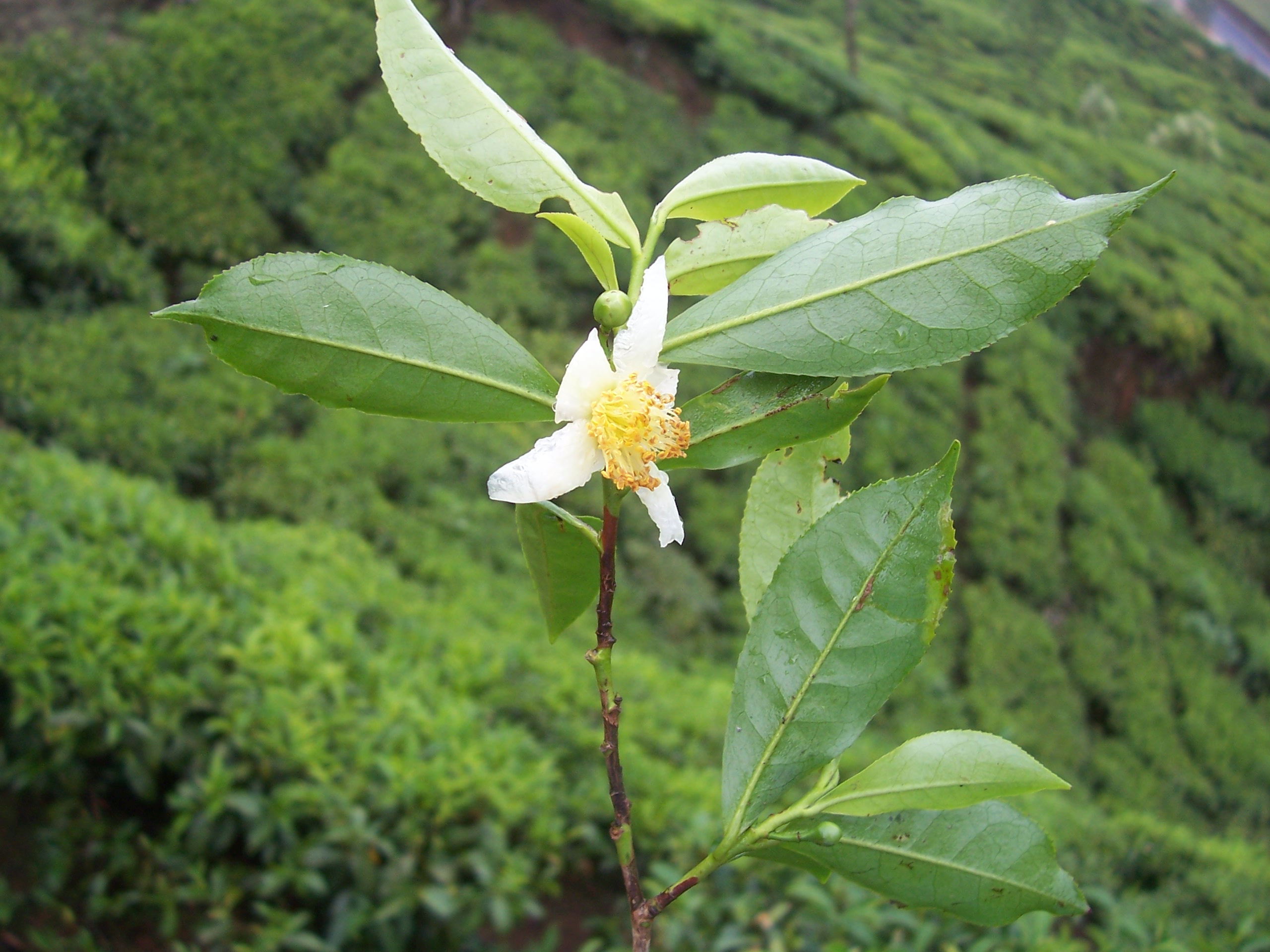 Camellia Sinensis: un thé pour tous les goûts ~ Dulcissimus